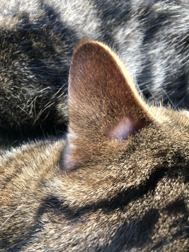 Trou Dans Le Pelage De Mon Chat Trou Dans Le Pelage De Mon Chat | AUTOMASITES