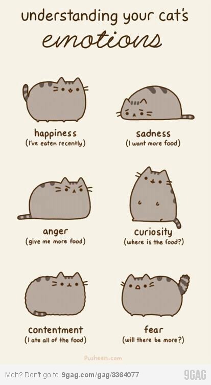 Gratuit Images Blagues Chats Etc Chats Forum Animaux actualisé par