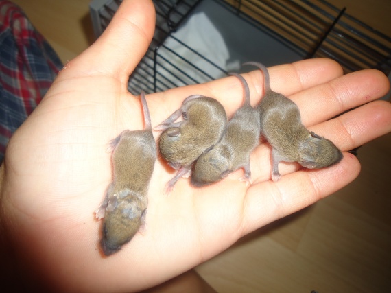 J Ai Trouve Des Bebe Souris