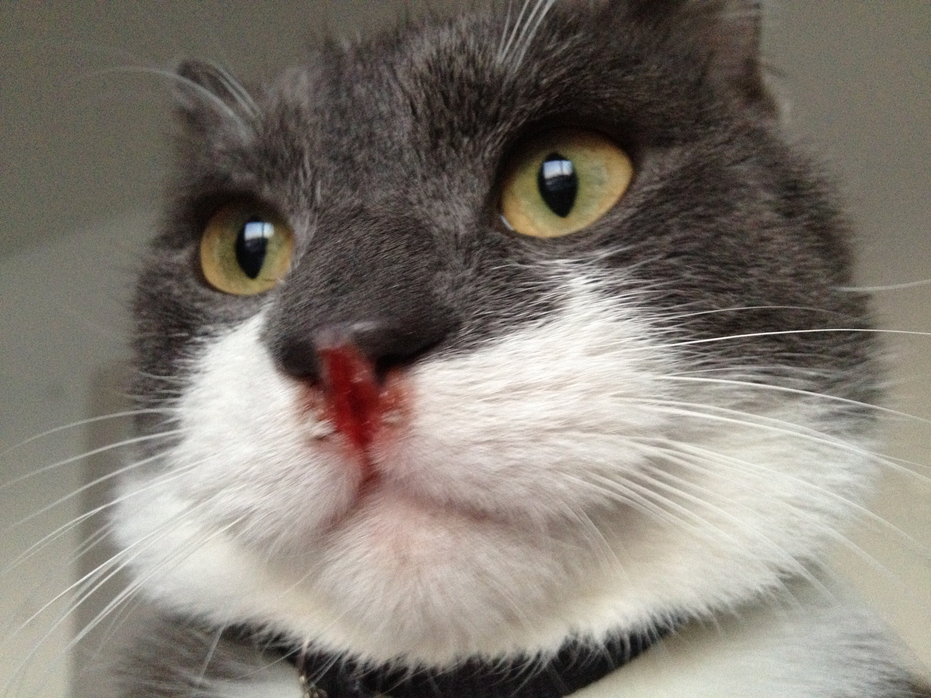 Chat Qui Saigne De La Fente Du Nez Medecine Veterinaire Forum Animaux Doctissimo Chat Qui Saigne De La Fente Du Nez Medecine Veterinaire Forum Animaux Doctissimo
