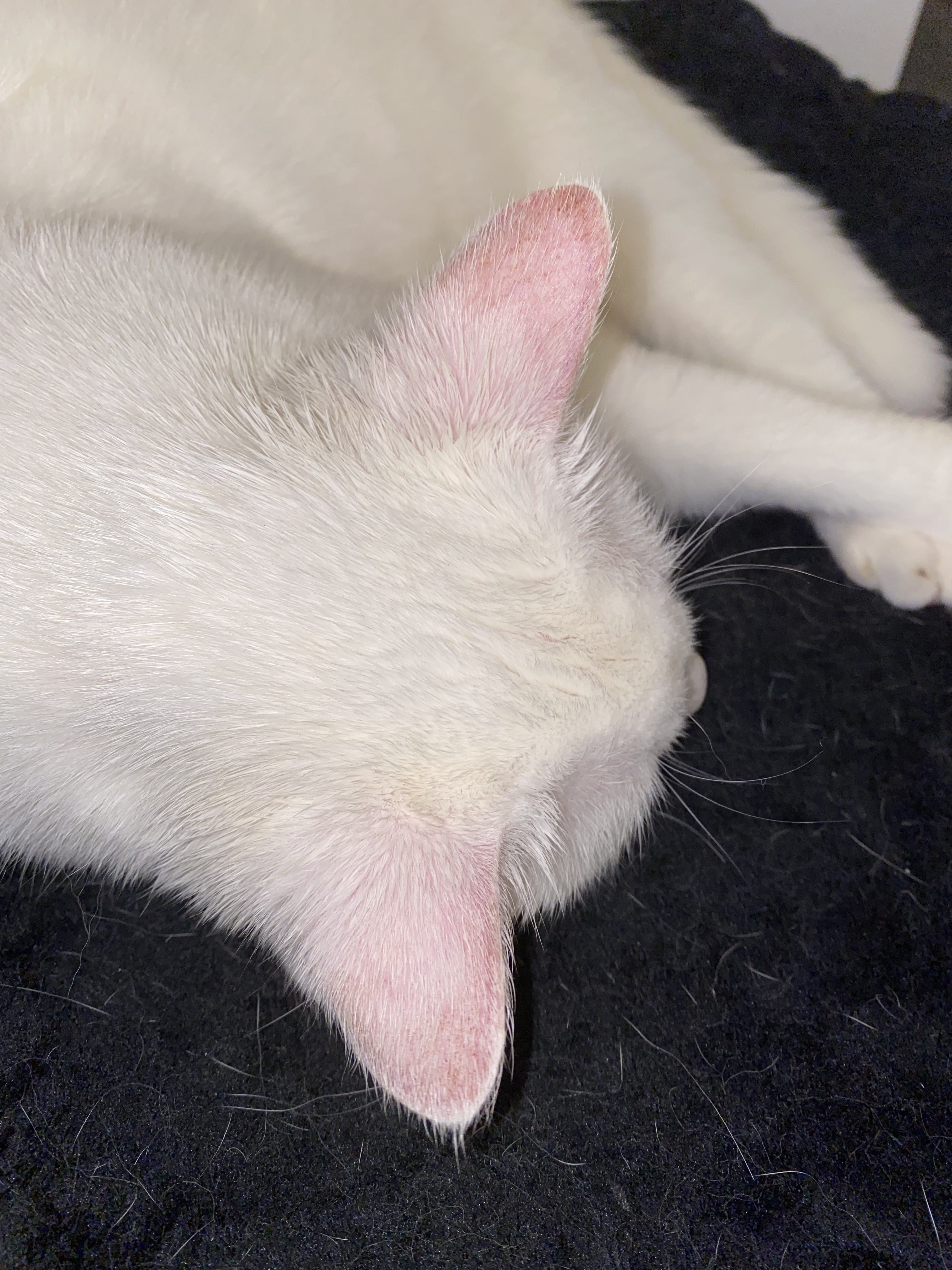 Cancer Des Oreilles Chat Blanc Medecine Veterinaire Forum Animaux Doctissimo