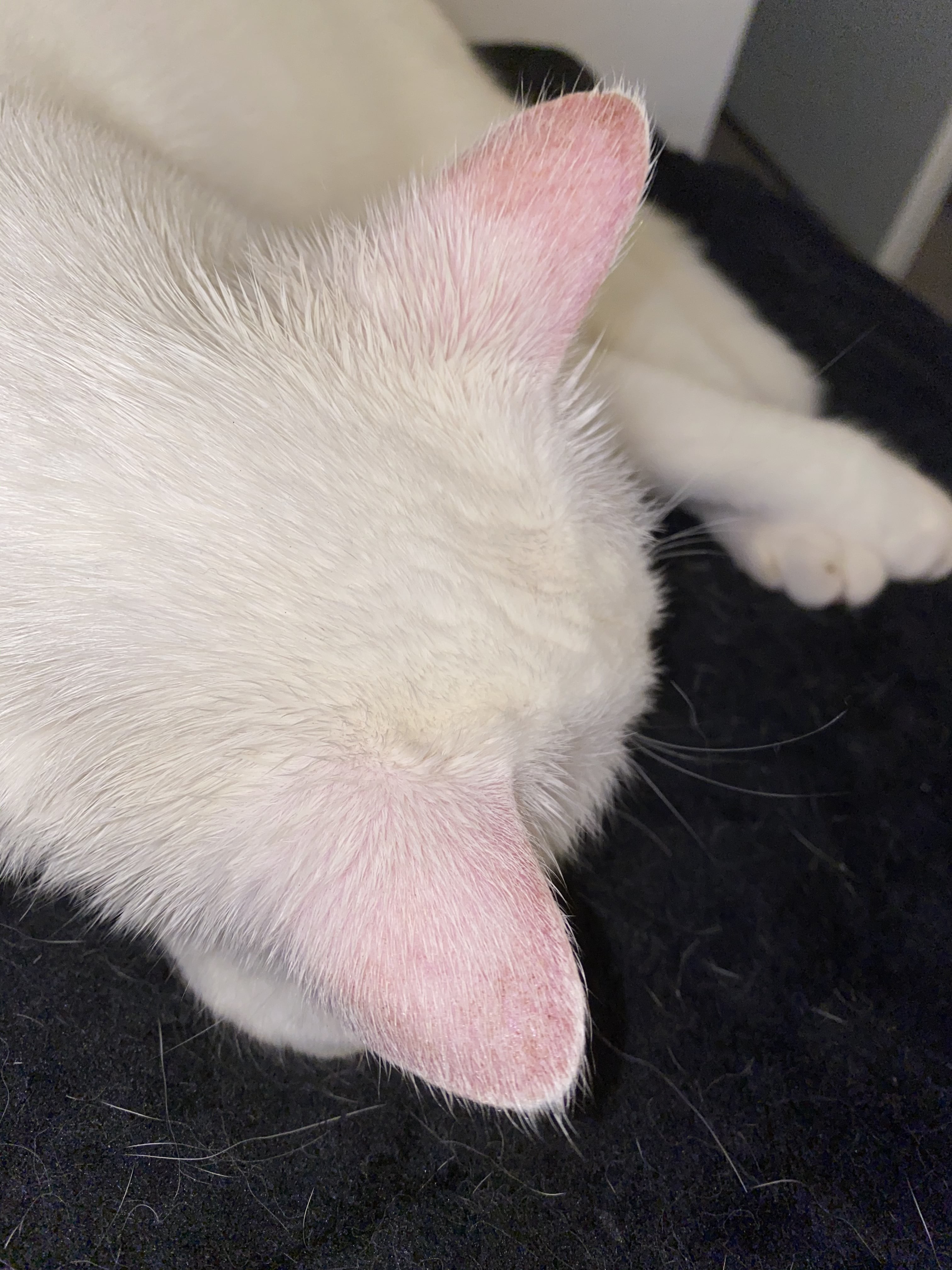 Cancer Des Oreilles Chat Blanc Medecine Veterinaire Forum Animaux Doctissimo