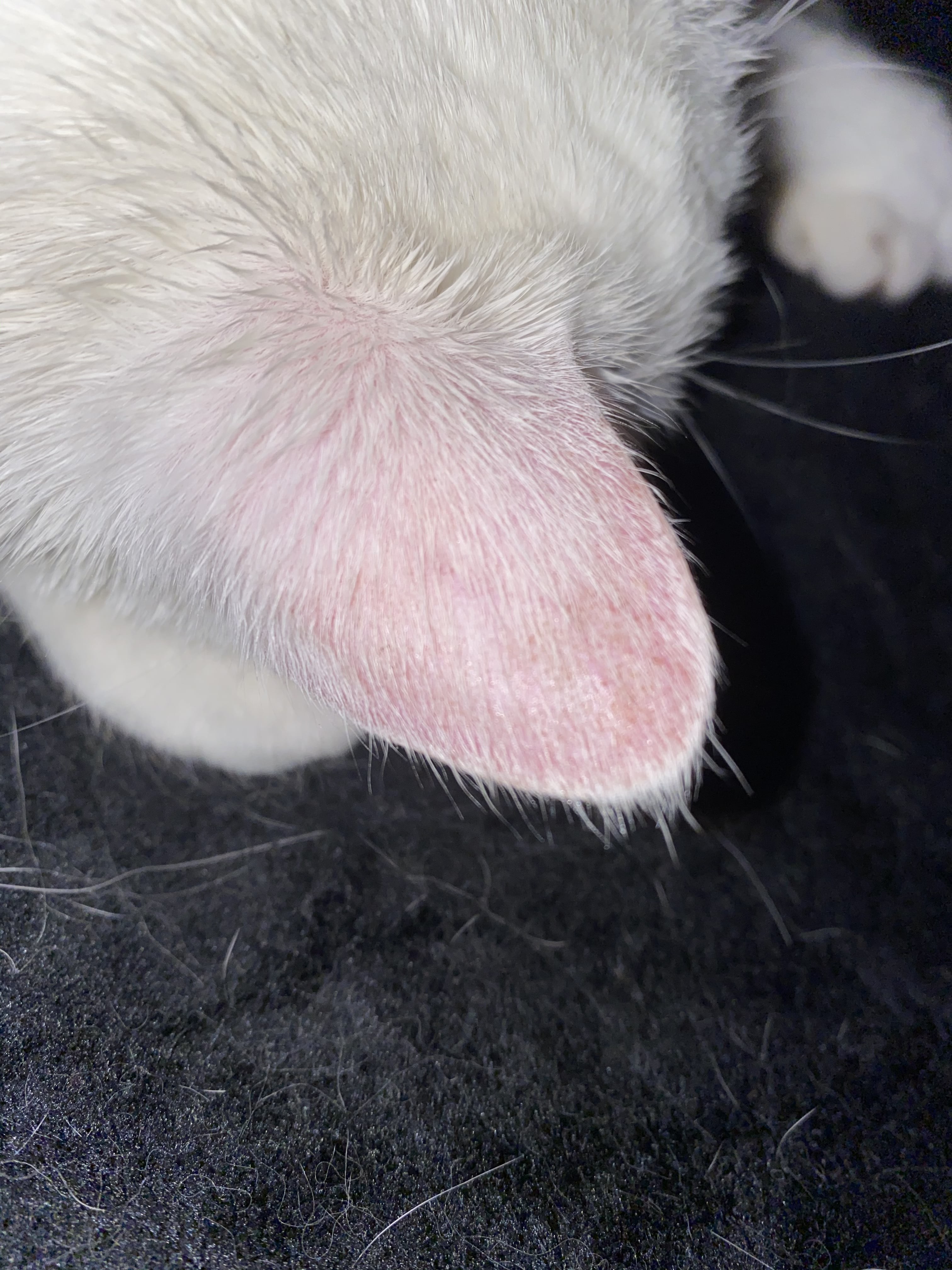 Cancer Des Oreilles Chat Blanc Medecine Veterinaire Forum Animaux Doctissimo