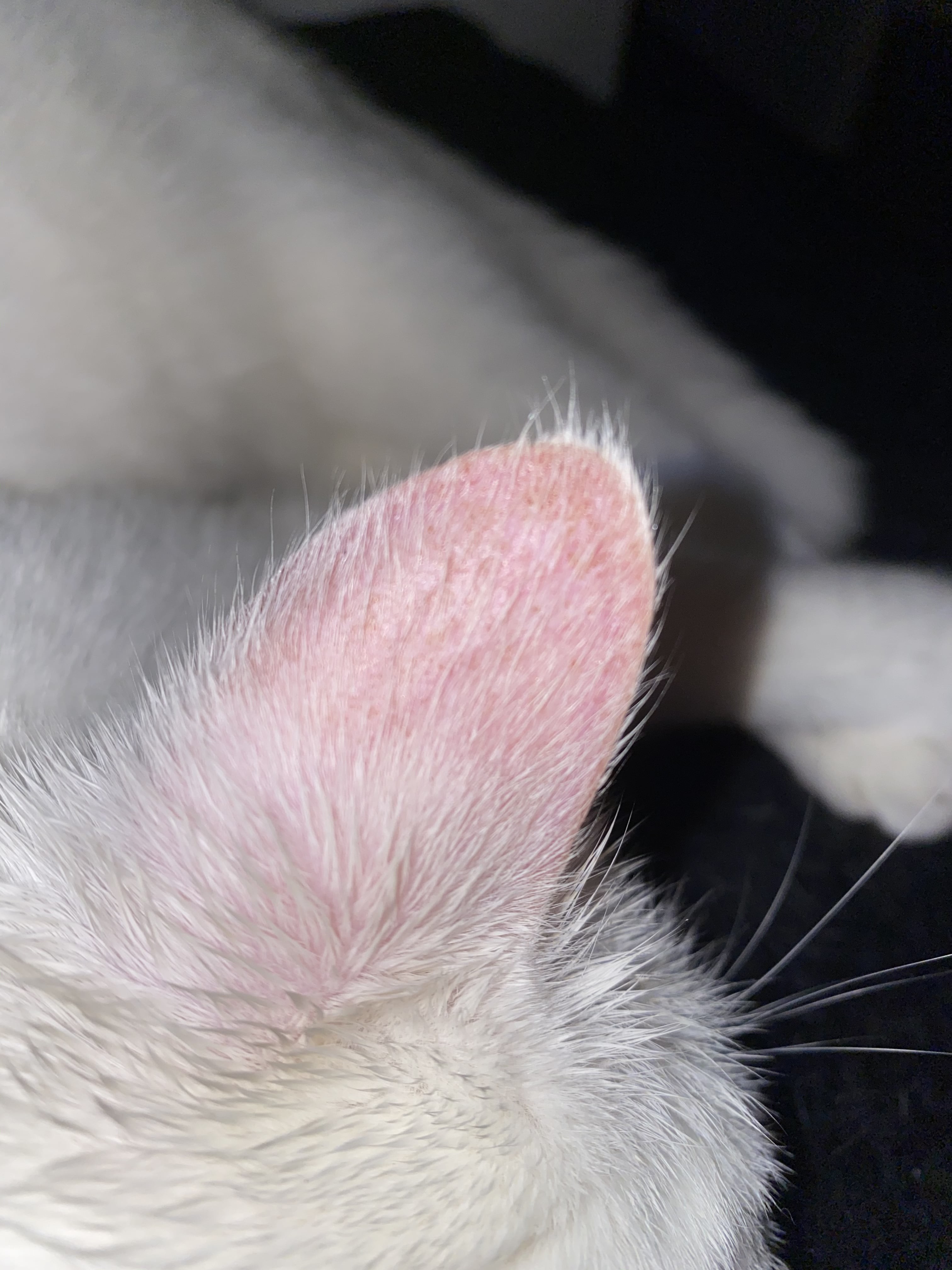 Cancer Des Oreilles Chat Blanc Medecine Veterinaire Forum Animaux Doctissimo