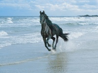 black-horse-and-sea-wallpapers_12032_1600x1200