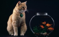 cat-and-fish-bowl-wallpapers_13043_1920x1200