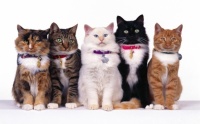 cats-line-up-wallpapers_13044_1920x1200