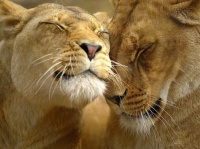 lion-affection-wallpapers_12568_1600x1200