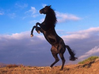 rising-horse-wallpapers_12851_1024x768