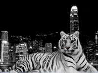 tiger-and-the-city-wallpapers_12775_1600x1200