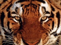 tiger-portrait-wallpapers_12570_1600x1200