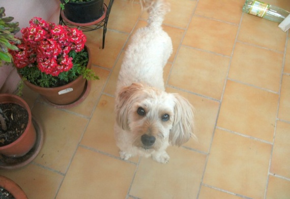 9 ans estce vieux pr un petit chien ? Chiens FORUM