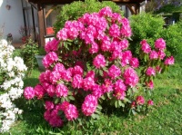 Rhododendron rose