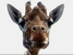 tête de girafe
