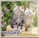 bisous-chats