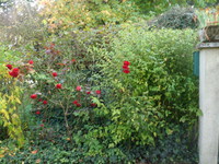 roses du chemin, kerria japonica de la bte aux lettres