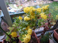 chrysanthème jaune chevenus