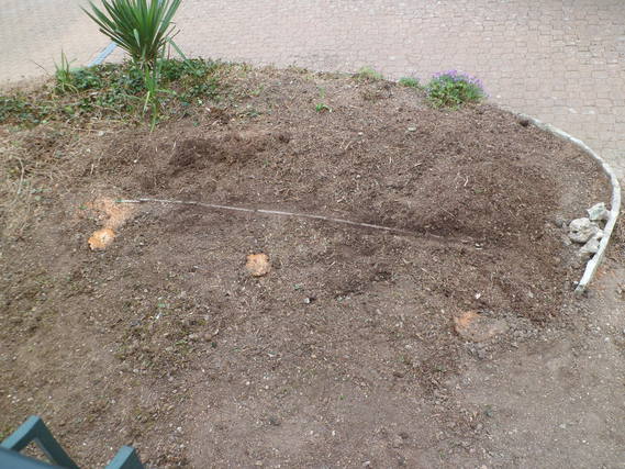 tout nettoyé jusqu'à la plante, il y a une barrière à racines dans le sol sur tout le terrain