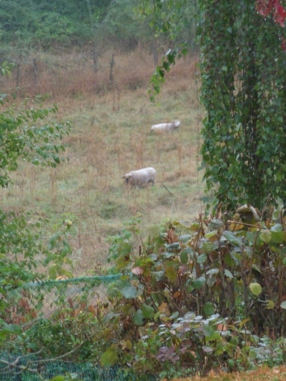 Les moutons du voisin boucher au loin