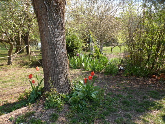 tronc du tilleul avec tulipes et  Iris au fond