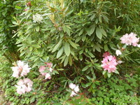 RHODODENDRON  BLANC ET  ROSE