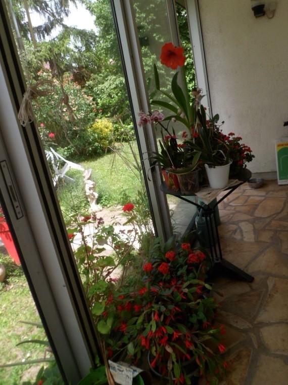 Véranda avec les  fleurs kALANCHOE   AMARILLYS (fin) et zygocactus