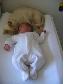 Cohabitation Chat Et Bebe Chats Forum Animaux Doctissimo