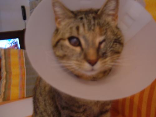 Suite Enucleation Chat Page 2 Chats Forum Animaux Doctissimo Suite Enucleation Chat Page 2 Chats Forum Animaux Doctissimo