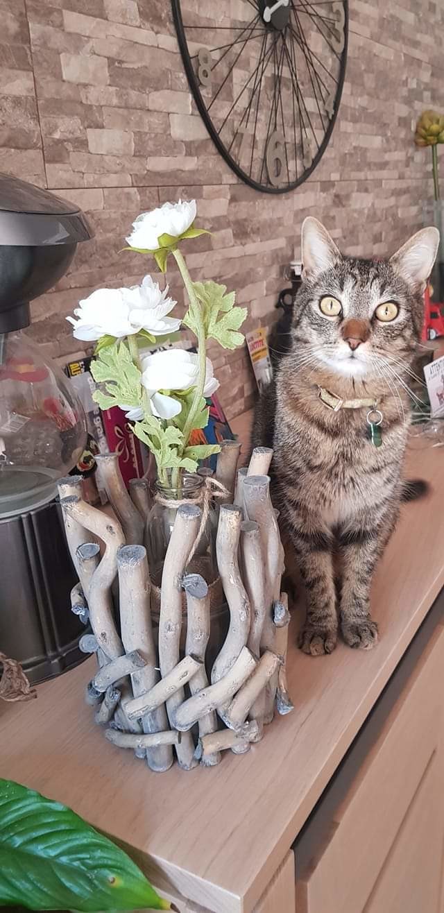 Retrouver Mon Chat Par Radiesthesie Astrologie Forum Psychologie Doctissimo Retrouver Mon Chat Par Radiesthesie Astrologie Forum Psychologie Doctissimo