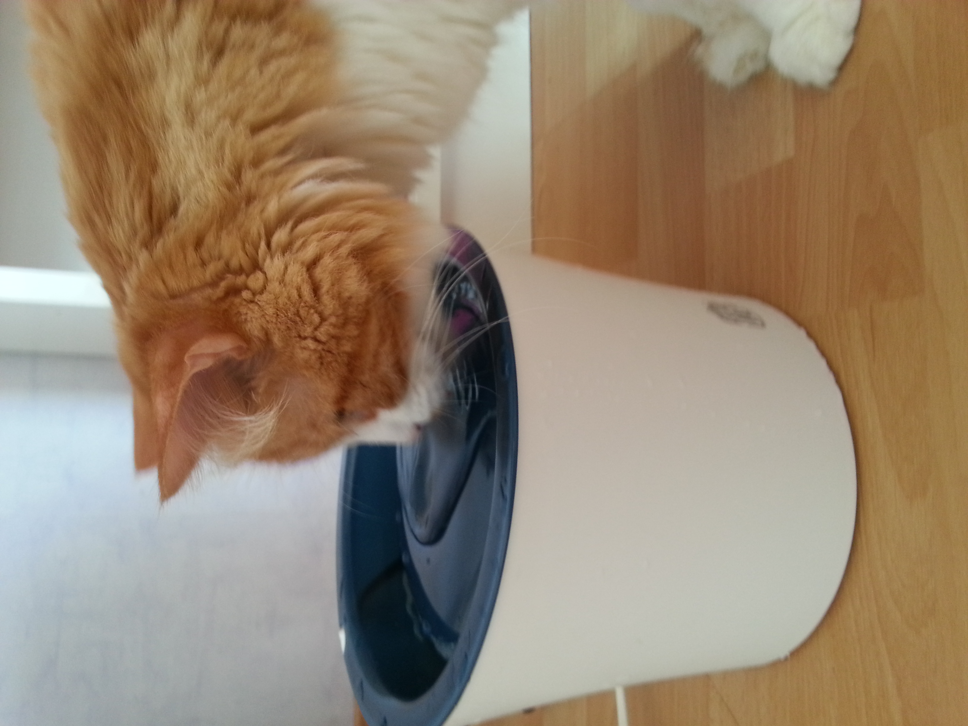 Calcul Urinaire Sable Chats Forum Animaux Doctissimo Calcul Urinaire Sable Chats Forum Animaux Doctissimo