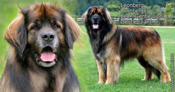 Leonberg-Leonberger-Leo-Gentle-Lion-Gentle-Giant-xopark00