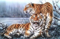 2 tigres