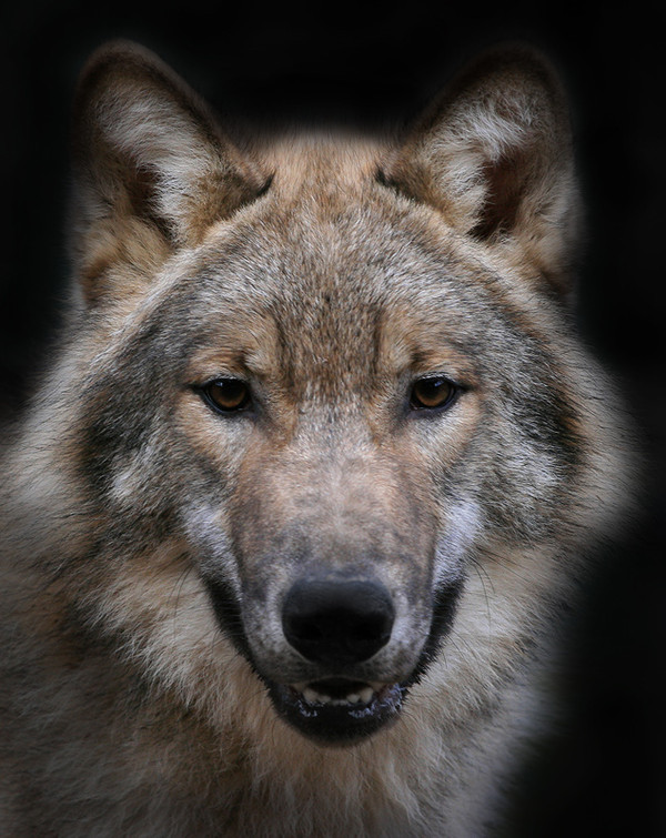 belle téte de loup - mes animaux préférés - jojo222818 - Photos - Club