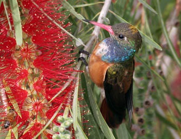 03C003C002567944-photo-colibris-le-monde-fascinant-des-oiseaux-mouches
