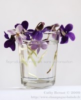bouquet-violette-vase