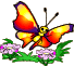 papillon (2)