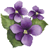 violette 1