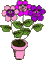 fleurs 3