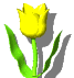 tulippe