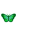 papillon (3)
