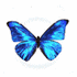 papillon 1