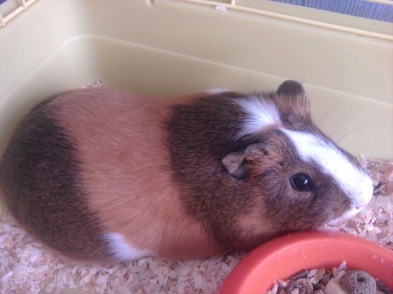 mere de famille cochonne