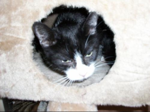 Mon Chat Me Colle Plus Que D'habitude photos de vos chats noir et blanc!!! - Chats - FORUM Animaux - Doctissimo