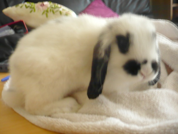 Mon Lapin Ne Fait Plus Pipi Dans Sa Litière Snaap et ses petites question - Hamsters, cochons d'Inde, lapins