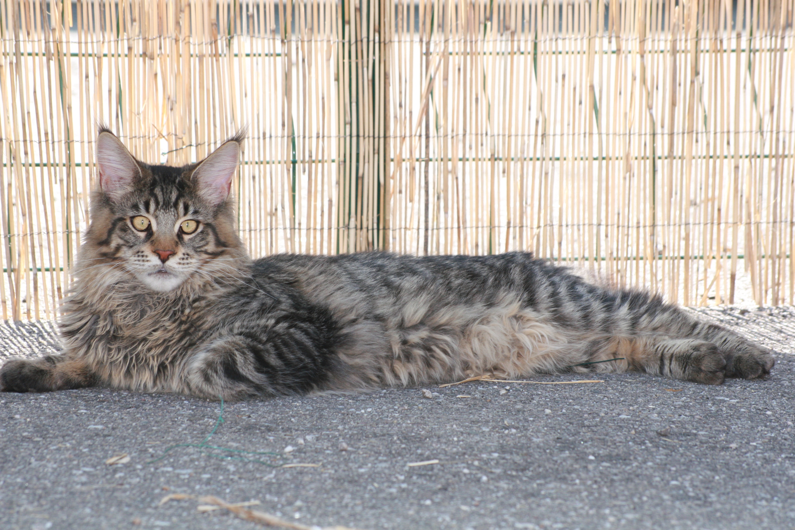 Difference Entre Le Maine Coon Et Le Chat Norvegien Chats Forum Animaux Doctissimo Difference Entre Le Maine Coon Et Le Chat Norvegien Chats Forum Animaux Doctissimo