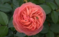 gallica-rose