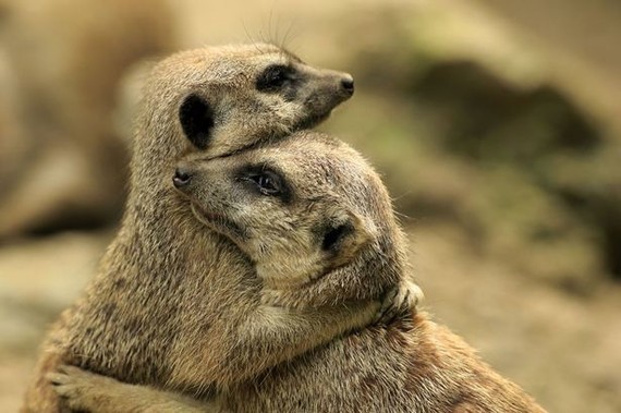 Cute Animals Humour Suricate 18 Photos Club Doctissimo Cute Animals Humour Suricate 18 Photos Club Doctissimo