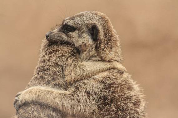 Wrsdnsdmeixhgbexgxbn8zspgwnv Gvtymae3fqgh1k Humour Suricate 18 Photos Club Doctissimo Wrsdnsdmeixhgbexgxbn8zspgwnv Gvtymae3fqgh1k Humour Suricate 18 Photos Club Doctissimo