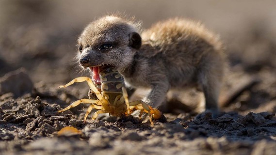 video-DA-meerkat-scorpian
