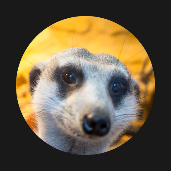 61ghagpganl Ac Sl1191 Humour Suricate 18 Photos Club Doctissimo 61ghagpganl Ac Sl1191 Humour Suricate 18 Photos Club Doctissimo